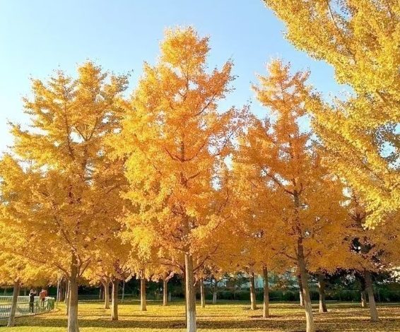 銀杏栽培步驟 銀杏栽培步驟