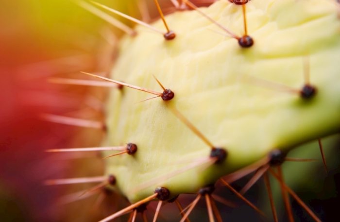 室內仙人掌種植