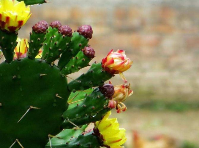 多肉植物生長週期 多肉植物生長週期