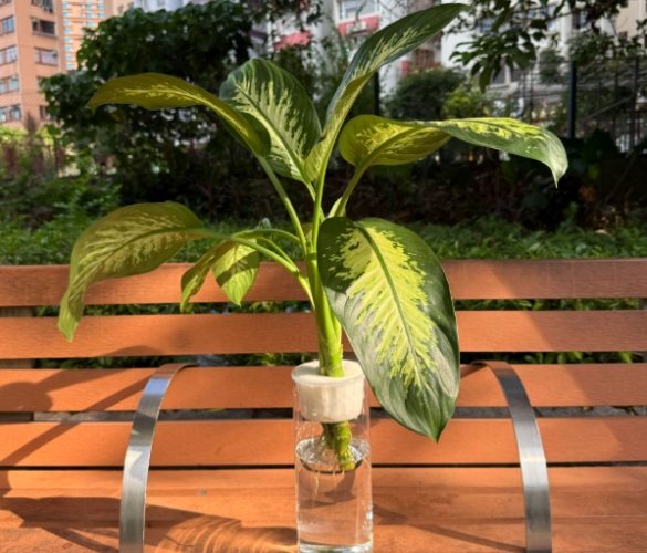 萬年青養護方法