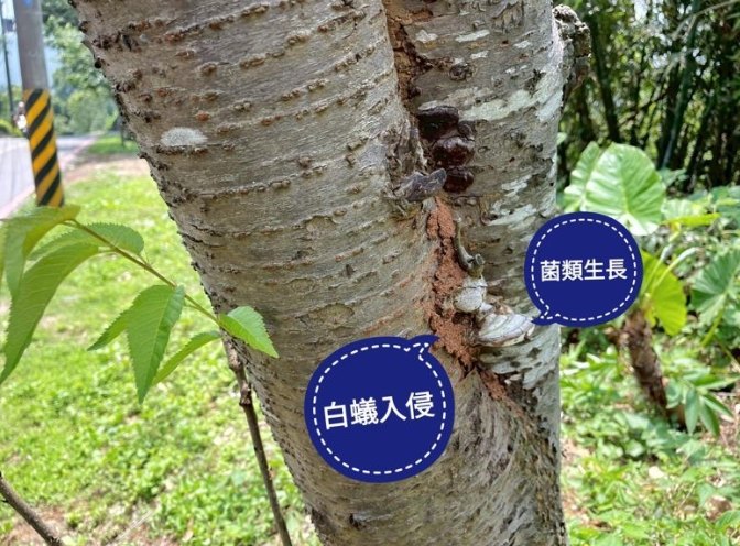 树木死亡症状 树木死亡症状