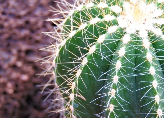 仙人掌枯萎 仙人掌枯萎