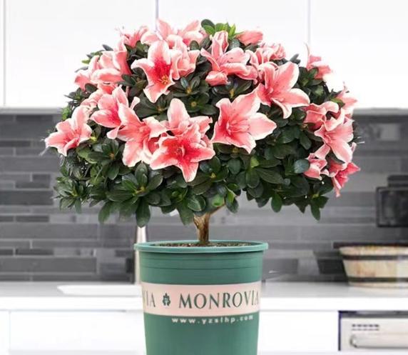 杜鵑花室內種植