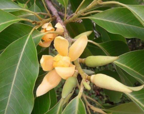 玉蘭花種植 玉蘭花種植