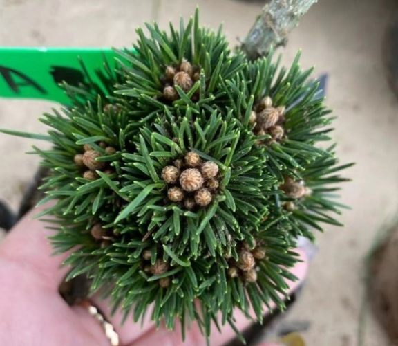 黑松種子種植方法 黑松種子種植方法