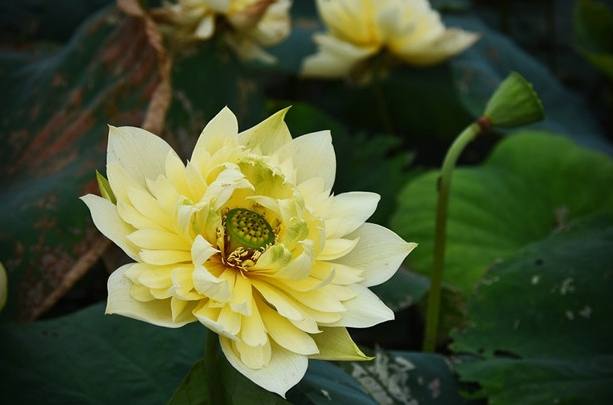金蓮荷花種植 金蓮荷花種植