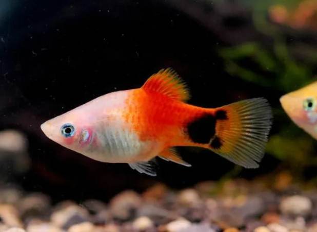 米奇魚品種 米奇魚品種