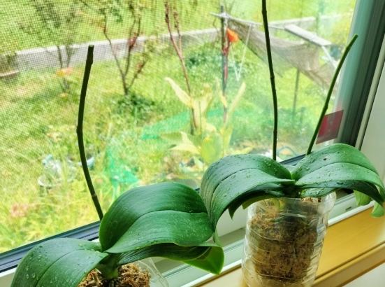 蘭花急救方法 蘭花急救方法