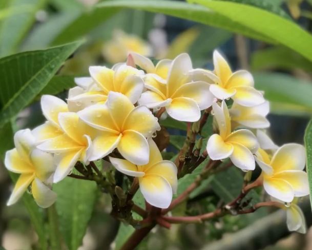 雞蛋花室內養護