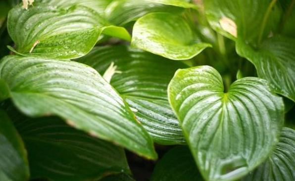 啤酒擦葉子方法