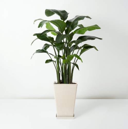 天堂鳥養護方法