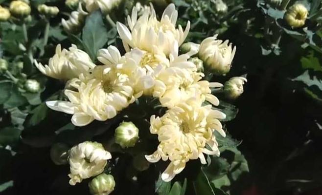 菊花是多年生植物嗎 菊花是多年生植物嗎