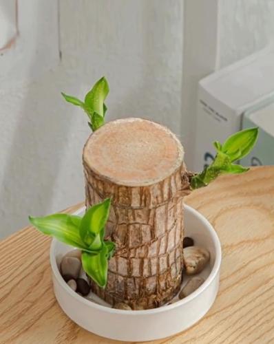 巴西木養護方法 巴西木養護方法