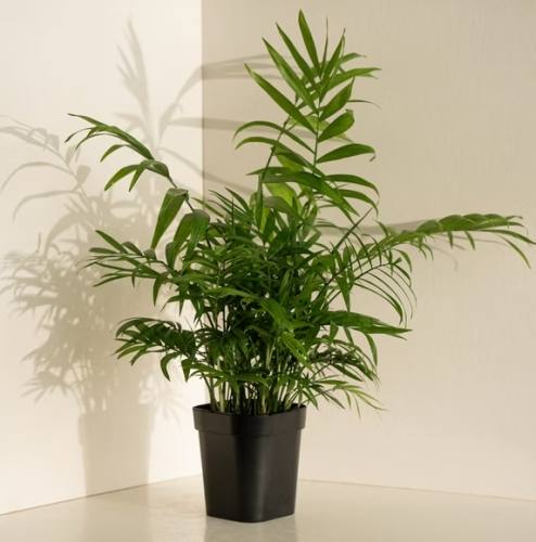 袖珍椰子病虫害