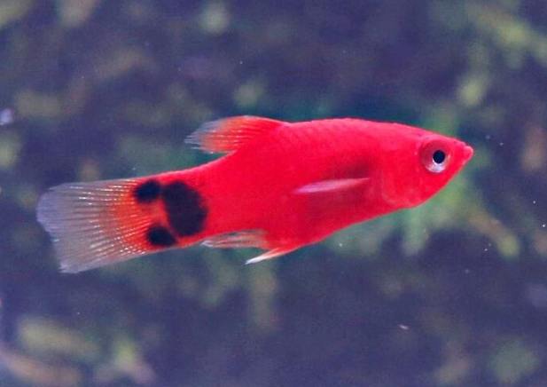 米奇魚品種 米奇魚品種