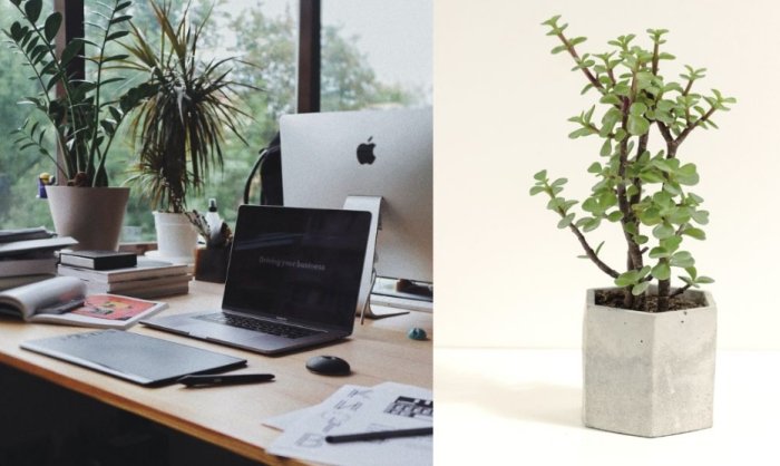辦公室植物推薦
