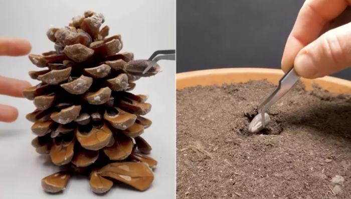 松樹種子發芽時間