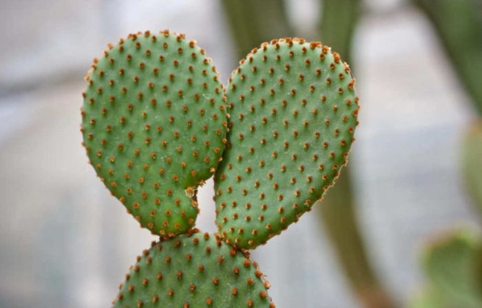 仙人掌養護技巧