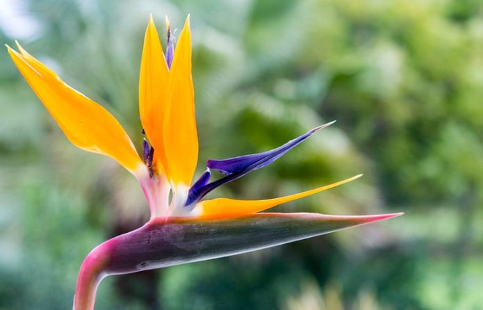 天堂鳥開花條件