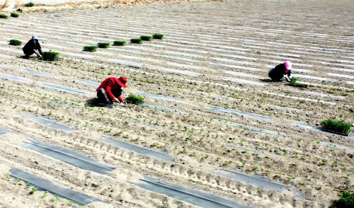 辣椒种植季节 辣椒种植季节