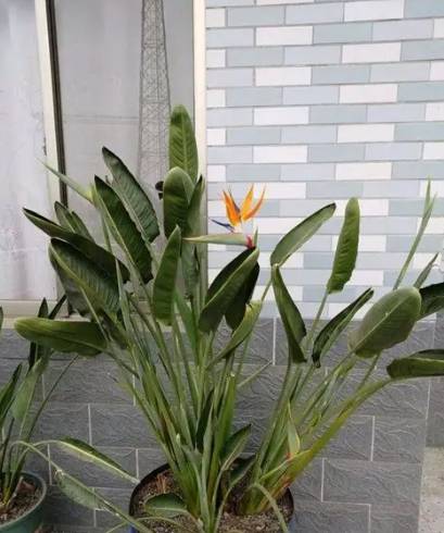 天堂鳥養護技巧 天堂鳥養護技巧