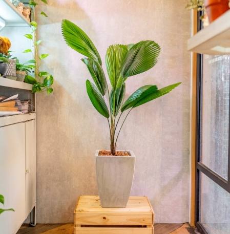 室内观叶植物 室内观叶植物