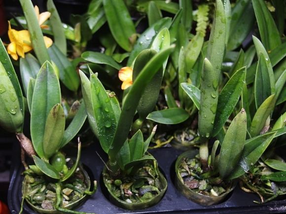 兰花板植材质 兰花板植材质