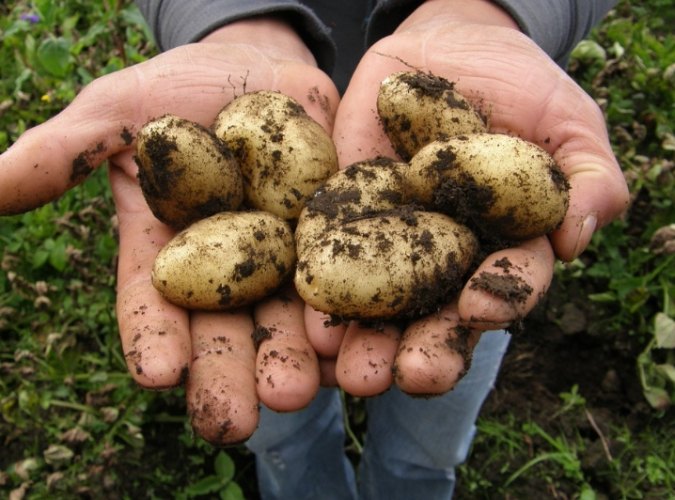 土豆栽培 土豆栽培