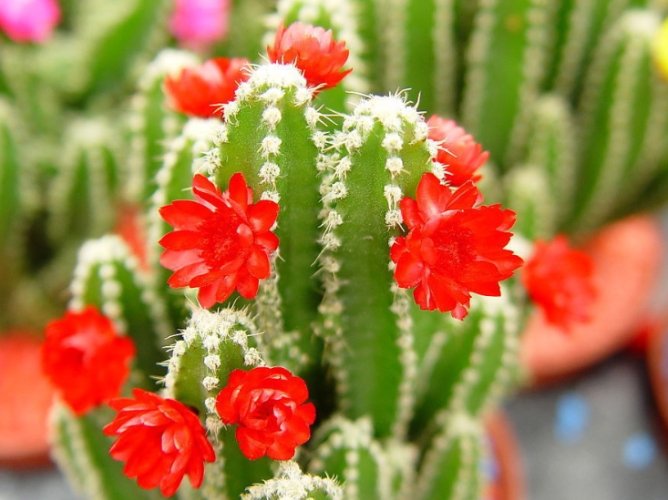 仙人掌種植方法