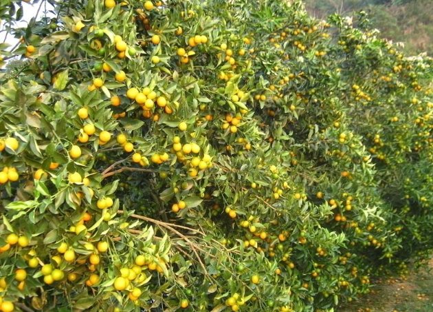 金桔繁殖方法 金桔繁殖方法