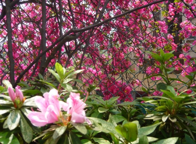 勒杜鵑安全種植 勒杜鵑安全種植