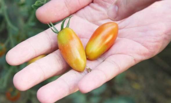 番茄籽營養 番茄籽營養