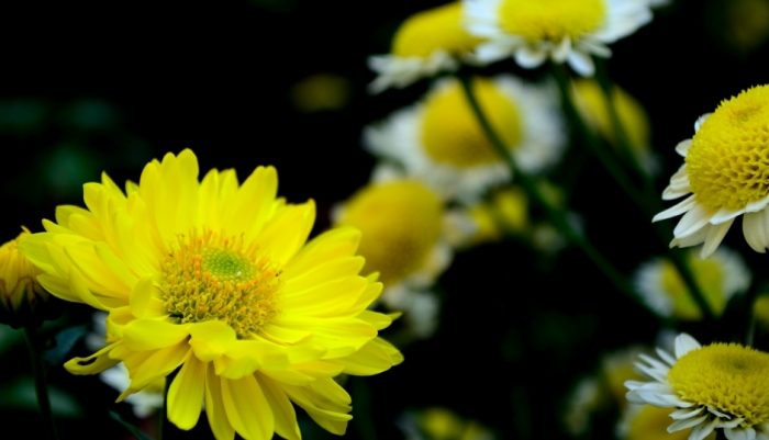 秋天赏菊 秋天赏菊