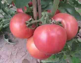 植物生長調節劑