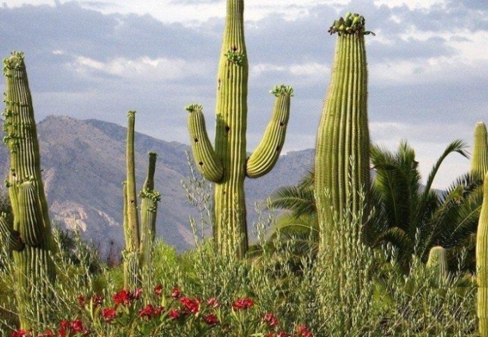 客厅仙人掌风水 客厅仙人掌风水