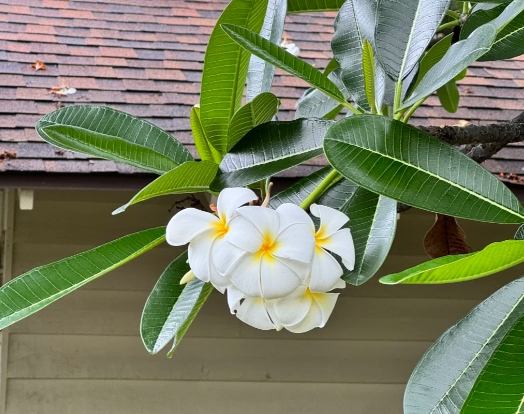 雞蛋花護理方法