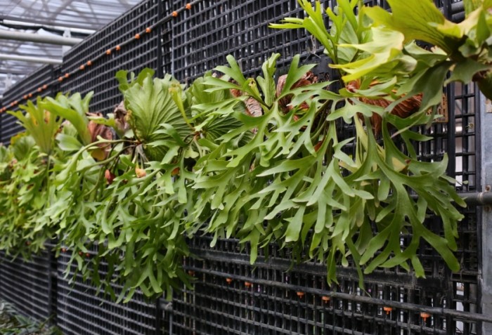 蛇木板替代材料