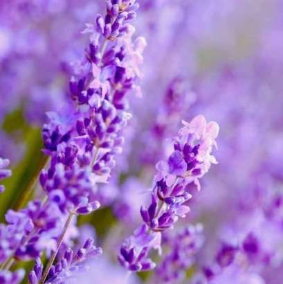 花語自我代表 花語自我代表