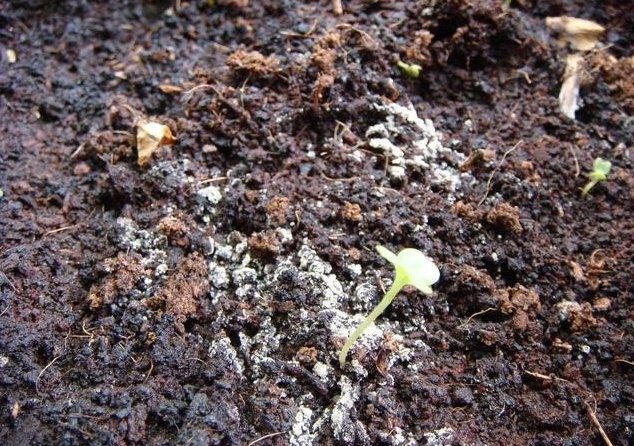 盆栽霉菌處理 盆栽霉菌處理