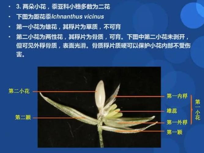 禾本科植物鉴定 禾本科植物鉴定