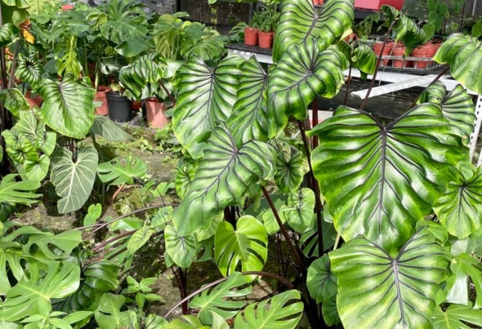 龜背芋種植 龜背芋種植