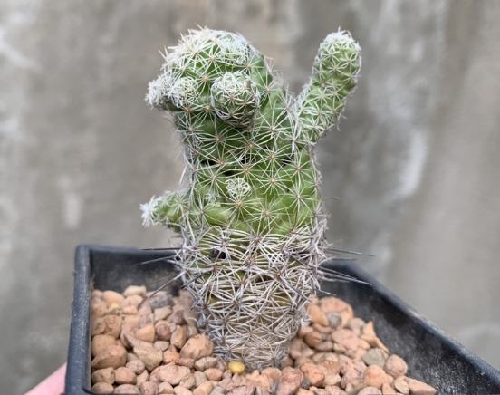 銀手指徒長處理