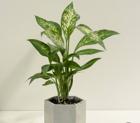 白玉黛粉葉養護 白玉黛粉葉養護