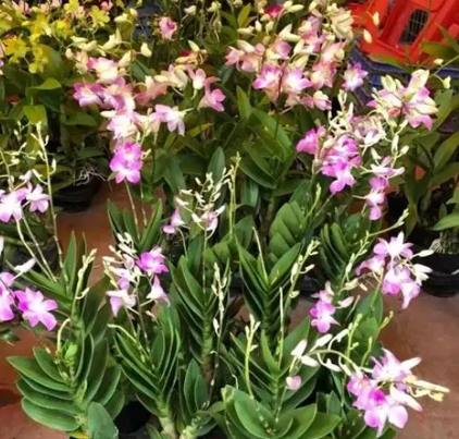 蘭花養護問題 蘭花養護問題