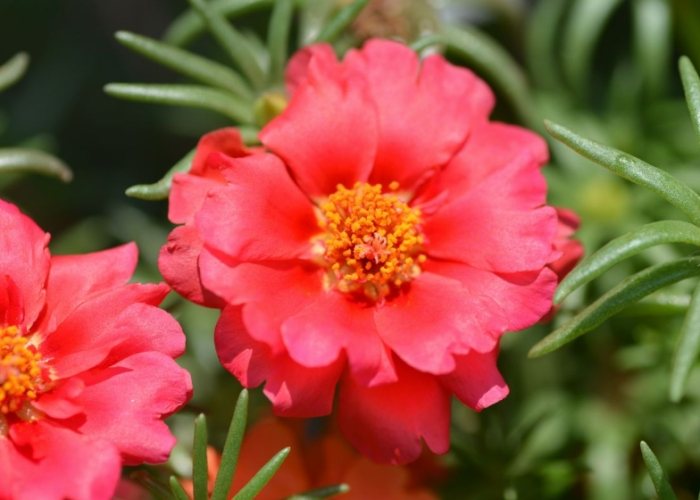 松葉牡丹澆水方法 松葉牡丹澆水方法