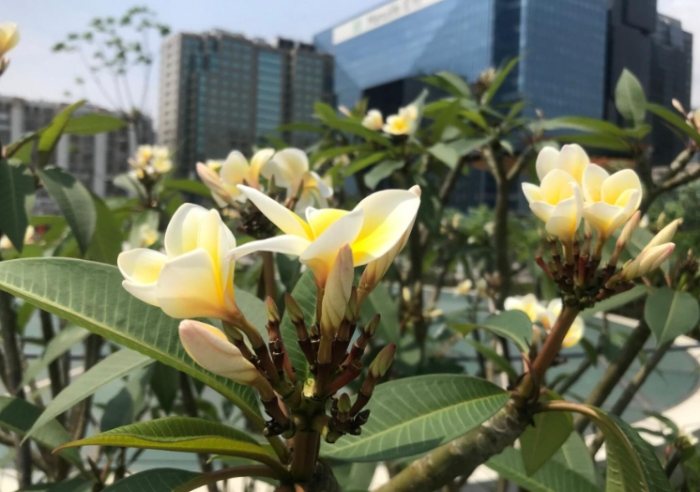 雞蛋花枝條扦插