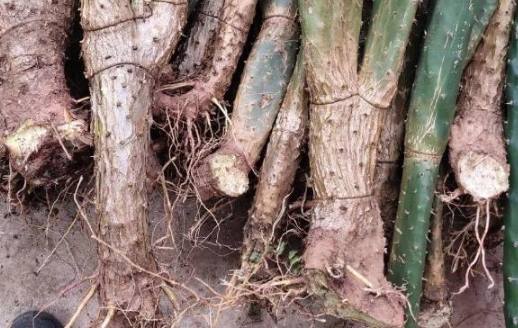 仙人掌根系
