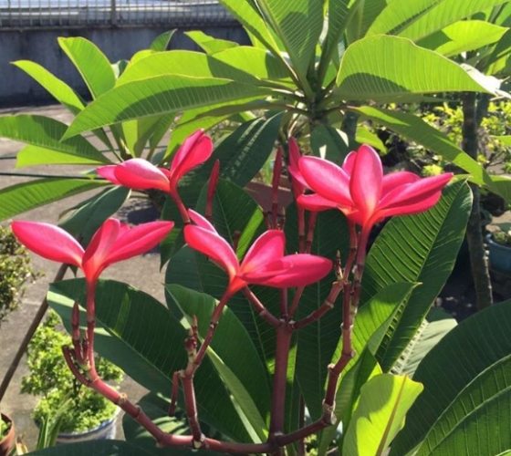 雞蛋花水培常見問題