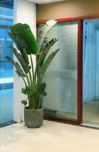 天堂鸟室内种植 天堂鸟室内种植