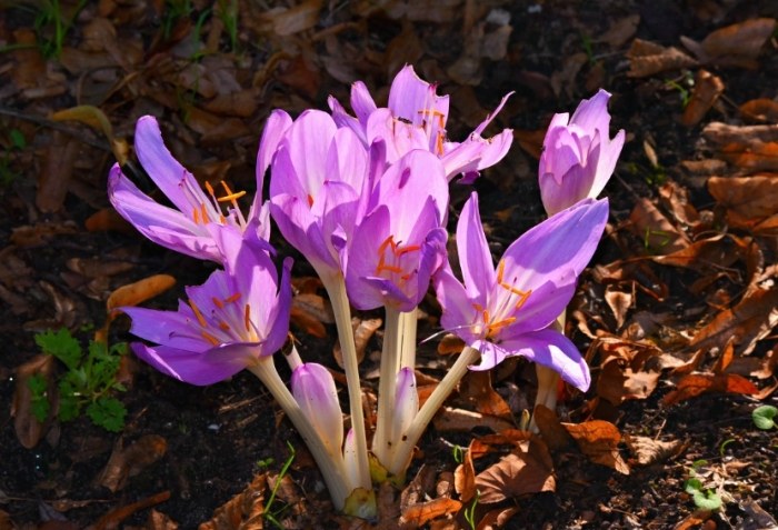藏紅花熱水泡法